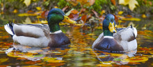 Ducks On Pond With Autumnal Leaves