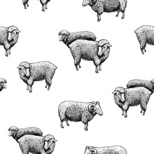 Pattern With Sheep
