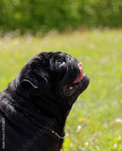 Chien De Race Carlin écoutant Son Maitre Buy This Stock