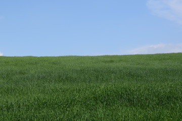 field