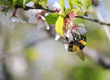 Hairy Black Bumblebee Collects Nectar From Cherry Blossoms In Spring