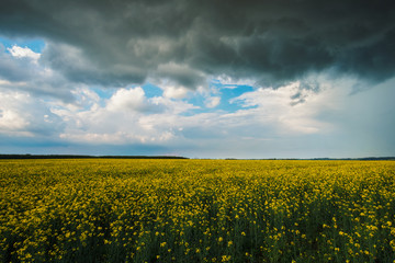 Wall Mural - stormy rape field