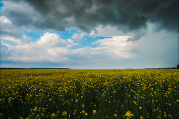 Wall Mural - stormy rape field