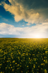 Wall Mural - stormy rape field