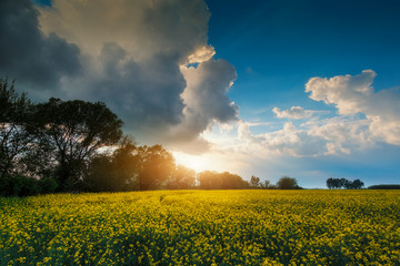 stormy rape field