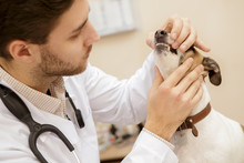 Handsome Male Vet Examining Teeth Of A Dog At His Clinic