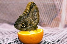 The Owl Butterfly Is Very Rare, Butterfly Owl Eyes. Eat Juice