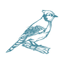 Tufted Titmouse Bird, Branch Posing For A Portrait Hand Drawn Blue Vector Illustration