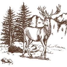 Hand Drawn Deer Big Antlers, Wildlife Poster. Graphic Sketch Vector Illustration