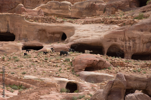 Fotografie, Obraz Sandstone cave dwellings in the hillside in Petra, Jordan
