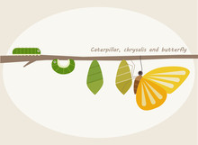 Insect Butterfly Step Illustration