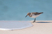 Sandpiper Bird At The Shore Line As Water Washes Ashore.