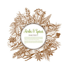 Wall Mural - Herbs and spices sketch vector poster