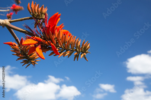 デイゴの花 沖縄の県花 Stock Photo Adobe Stock デイゴの花 沖縄の県花 Stock Photo Adobe Stock