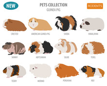 Guinea Pig Breeds Icon Set Flat Style Isolated On White. Pet Rodents Collection. Create Own Infographic About Pets
