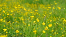 Buttercups In A Field During Spring In Antwerp