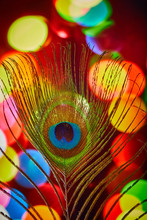 Peacock Feather With A Colorful Background Macro
