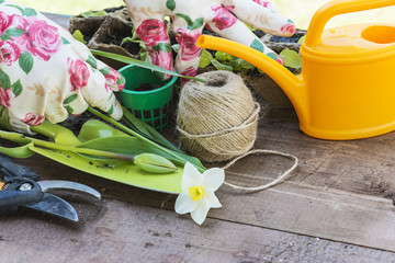 Wall Mural - gardening concept/hands in gloves and garden tools and plants