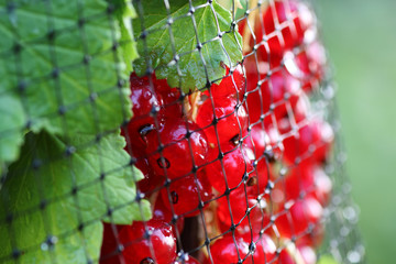 Wall Mural - redcurrants on the bush