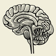Human brain - vintage engraved illustration