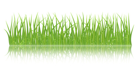 Wall Mural - High quality green grass with reflection on white background, vector illustration.