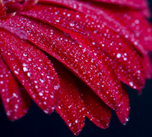 Water Drops On Red Gerbera Flower Petals , Macro View