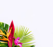 tropical flowers on a white background