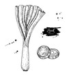 Leek hand drawn vector illustration set. Isolated Vegetable engraved style object with sliced pieces.