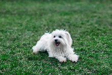 Cute White Dog Sitting In Grass