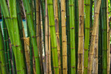 Fototapeta Dziecięca - Green bamboo forest.