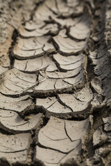 Dry brown earth close-up, background