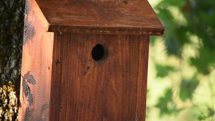 Wall Mural - A great tit calls its young which call it back and enters the nest to give them food