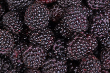 Ripe, Purple Black Raspberries Fill The Frame