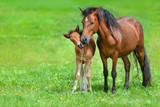 Mare with colt on spring green field