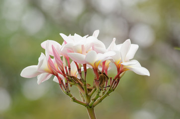 Frangipani, Plumeria, Temple Tree, Graveyard Tree is common name of Plumieria Scop.