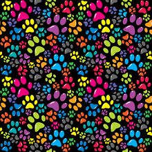 Colorful Background With Paws