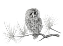 Young Tawny Owl (Strix Aluco) On A Coniferous Tree Branch