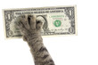 cat's paw pulls the dollar