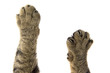 cat paws on a white background