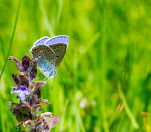 Little Blue Butterfly (Polyommatus Icarus) On A Flower On Green Natural Blurry Background