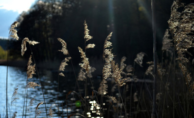 Wall Mural - Lake view spring