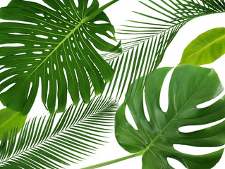 Poster - Green tropical leaves on white background