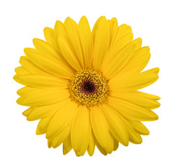 Canvas Print - Yellow gerbera daisy