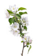 Apple blossoms. Blooming apple tree branch with large white flowers isolated on white background. Flowering.