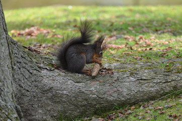 Eichhörnchen 