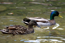 Pair Of Mallards (Anas Platyrhynchos) Swimming Together On Lake