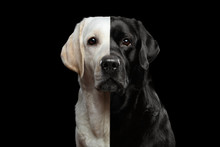 Portrait Of Two-faced Labrador Retriever Dog With Gold And Black Fur On Isolated Background, Front View