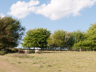 two white and one brown sheep in a summer's field in essex constable country in dedham uk grazing and eating grass near a fence