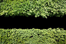 Green Hedge Background, Central Black Gap