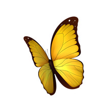 Butterfly Yellow Isolated On White Background. Butterflies Insects Lepidoptera Morpho Amathonte. Emblema Icons Vector Illustration